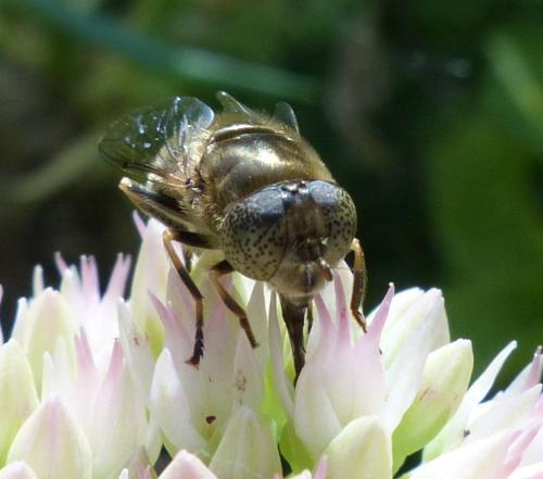 Réf. 190 746 : Eristalinus aeneus